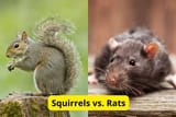 Squirrels-vs.-Rats