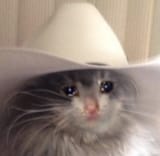 cat cowboy hat