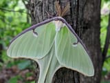 Luna-moth_Colden-Knapp