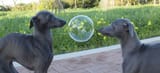 two scared dogs looking at a bubble