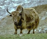 Yak