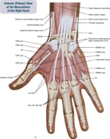 hand
