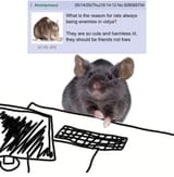 rat