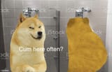 pervert doge