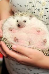 hedgehog