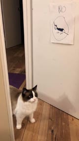 hello cat