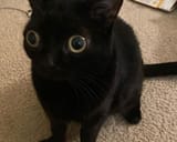 eyes