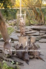 ottermeme2