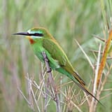 Blue-cheeked_bee-eater_(Merops_persicus_persicus)_Namibia