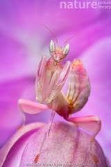 Malaysian Orchid Mantis - Hymenopus coronatus