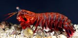 OdontodactylusScyllarus2