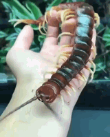 1000pat-centipede