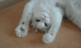 cat-hi