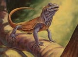 basking rootwalla