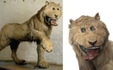 GripsholmLion