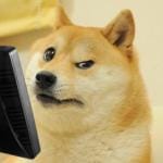 confused doge