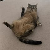 silly cat 2