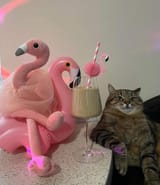 you got a pawblem with that?