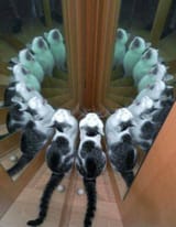 1754119087120340