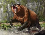 owlbear
