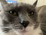cat heh