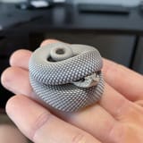 cute hiding snake