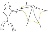 wingspan