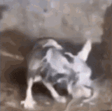 shaking-rat-wet-shaking-rat