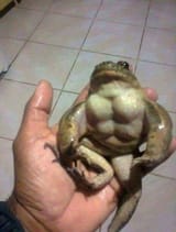 buff chad frog
