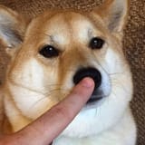 boop