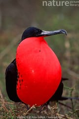 Frigatebird