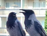 laughing crows