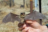bat-removal