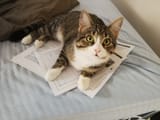 Cat 5