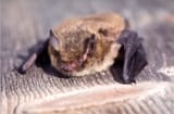 bat
