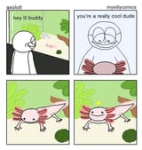 axolotl