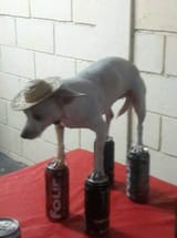 chihuahua in hat balancing on four loko cans