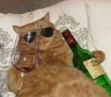 cool cat has chill day