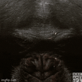 monkey-looking-up-monkey-bbc-america