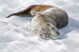 seal 11
