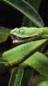 snek_yawn_thumb.jpg