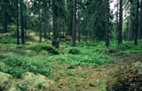 Swedish_Spruce_Forest