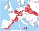 western and eastern front