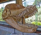 Physeteroidea_-_Livyatan_melvillei-5c1d557346e0fb00011b8cc4