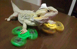 Autistic Lizard