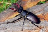 stag beetle colors