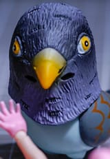 pigeon mask
