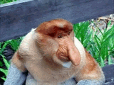 proboscis-monkey-gif-4
