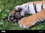 hind-paw-of-adult-sumatran-tiger-2JDFBW0