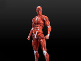 muscle anatomic man